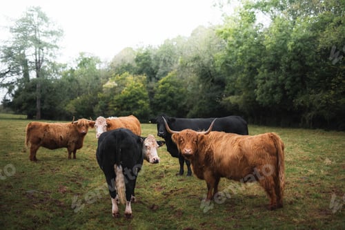 Preview: Herd of cows in Wales