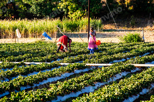 Preview: Woman harvesting strawberry, gathering strawberries on a farm, India.