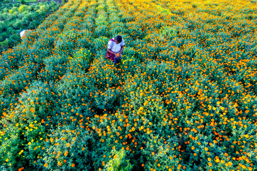 Preview: Indian farmer in marigold flower field.