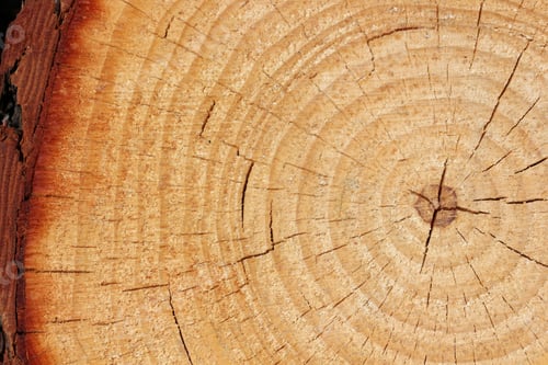 Preview: Tree