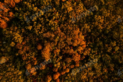 Preview: Aerial view of a Beautiful autumn landscape with colorful forest trees. Wallpaper Earth environment
