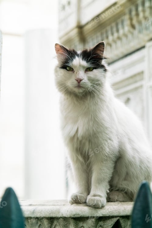 Preview: Turkey, Istanbul, Cat sitting on balustrade