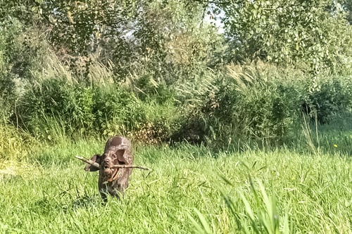 Preview: A happy dog fetching a big stick