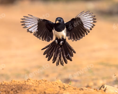 Preview: Eurasian Magpie Flying on Bright Background
