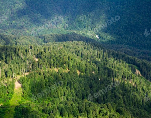 Preview: green forrest on mountainside