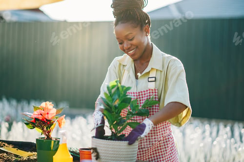 Preview: African american woman transplanting houseplants while working in a greenhouse