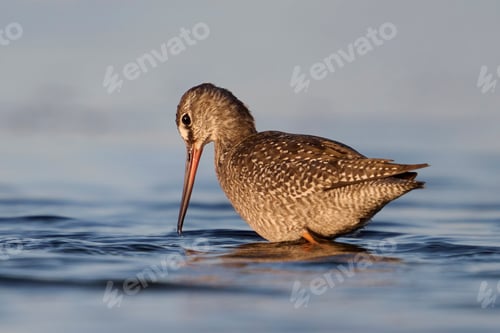 Preview: Spotted redshank (Tringa erythropus)