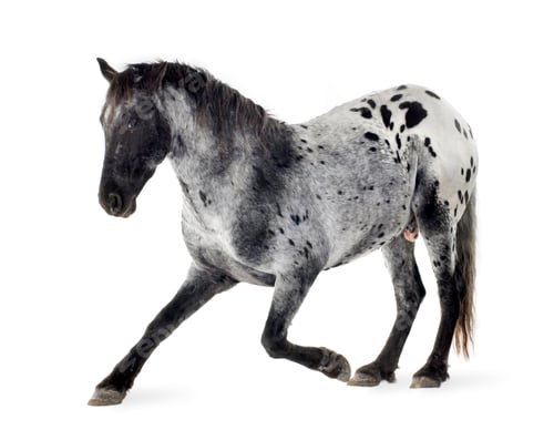 Preview: Appaloosa horse