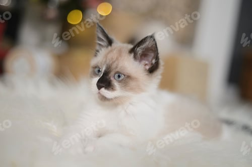 Preview: Siamese Cat portrait