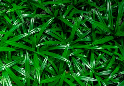Preview: Closeup pandan leaves texture background. Green leaves with beautiful pattern in jungle for organic