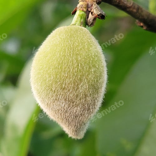 Preview: Closeup of a green hairy unripe peach fruit on a branch isolated on a green blurred background