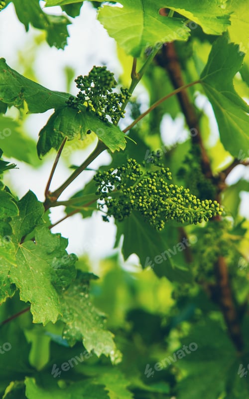 Preview: Blooming grapes in the garden. selective focus.