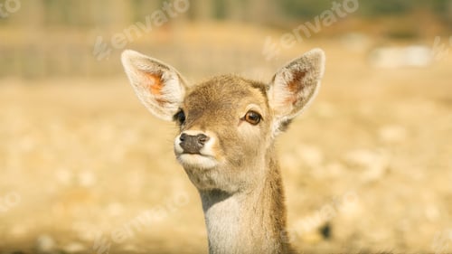 Preview: Young fawn deer looking up with large ears in nature preserve