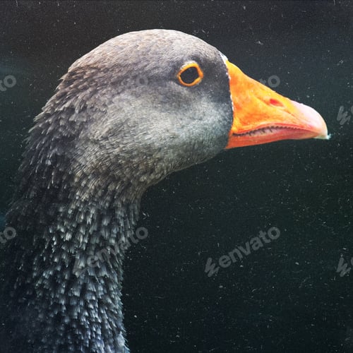 Preview: animal