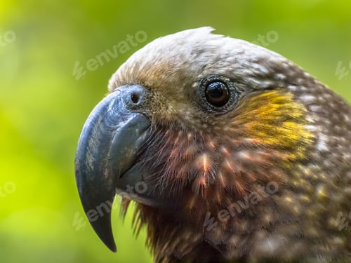Preview: New Zealand native Kaka parrot
