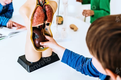 Preview: Children in a classroom using an anatomical model of the human body.