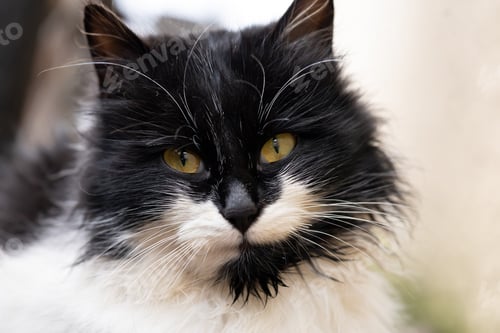 Preview: beautiful domestic cat black and white with yellow eyes looks
