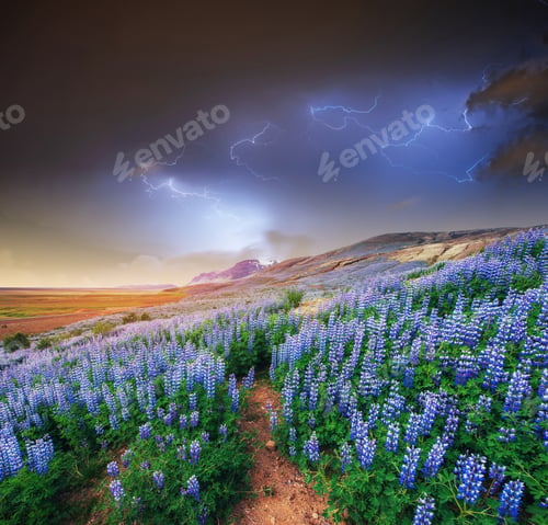 Preview: The picturesque landscape in Iceland. Wild blue lupine blooming