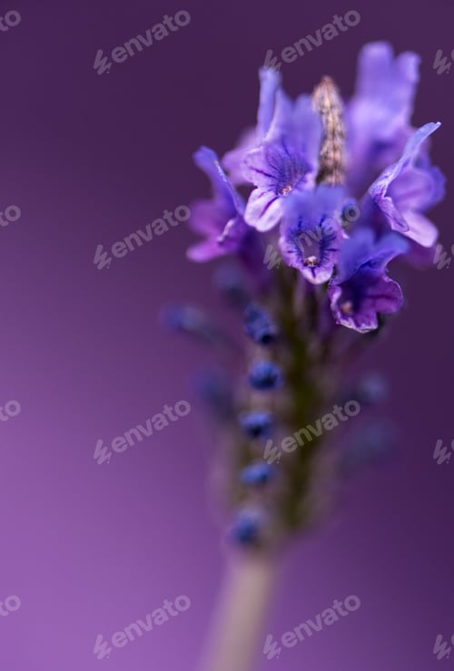 Preview: Lavender