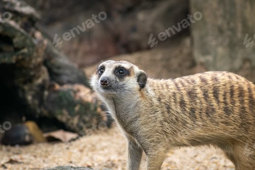 Preview: Background of Meerkat or Suricate, a small carnivoran belonging to the mongoose family.