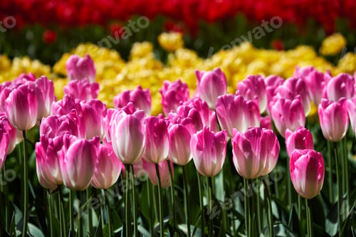 Preview: Blooming tulips flowerbed in Keukenhof flower garden, Netherland