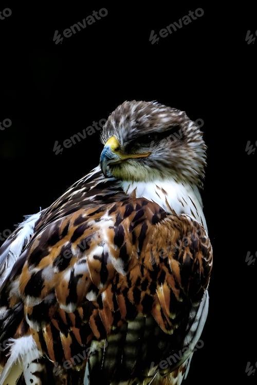 Preview: Majestic hawk perched against a black background.
