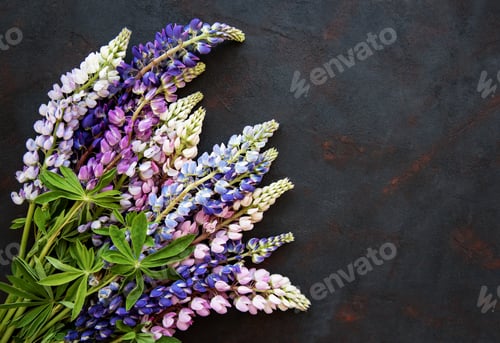 Preview: Pink and purple lupine flowers