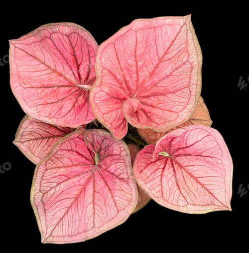 Preview: Beautiful colorful caladium on Black background isolate with clipping path. Queen