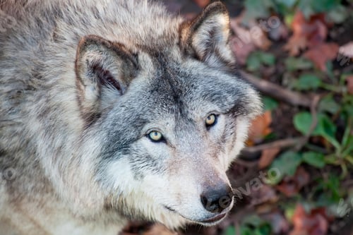 Preview: Gray Wolf Closeup