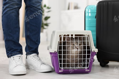 Preview: Travel with pet. Man near carrier with cute cat at home, closeup