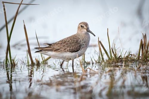 Preview: Closeup of a wandering tattler (Tringa incana) resting in waters of a pond on the blurred background