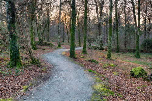 Preview: Winding Path Through Woodland
