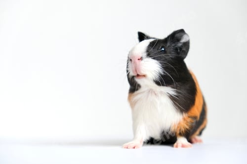 Preview: Tricolor guinea pig on a white background