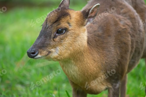 Preview: Closeup side view of a cute baby Chinese muntjac on a green meadow with blurred background