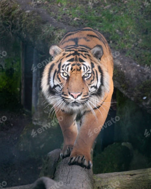 Preview: Vertical shot of a big tiger (Panthera tigris) looking at the camera on the blurred background