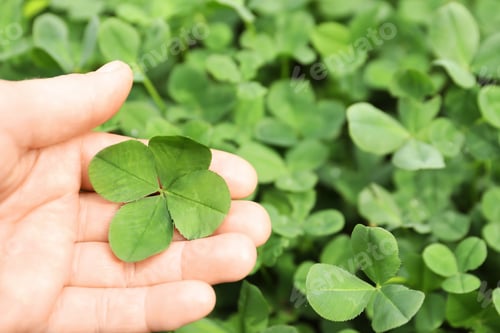 Preview: Woman holding four-leaf clover outdoors, closeup