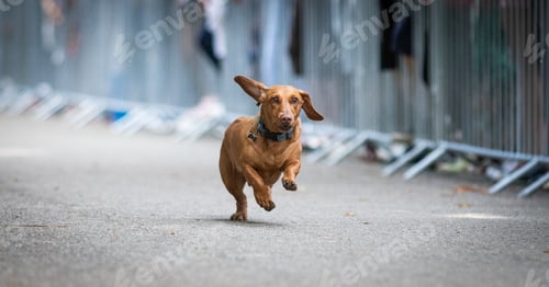 Preview: cute dog running at dog speed race