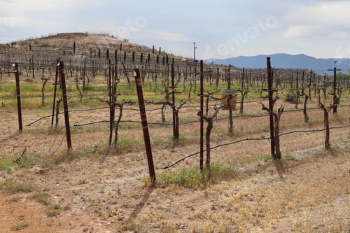 Preview: Beautiful vineyard rows at a winery in Verde Valley, Arizona, USA