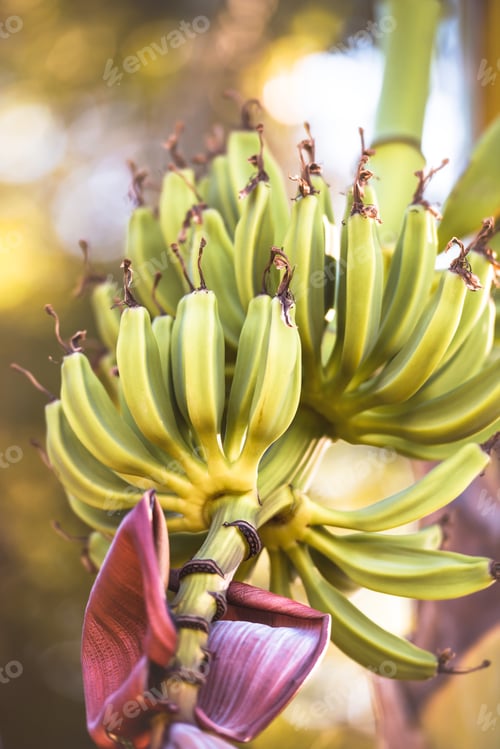 Preview: Bunch Of Bananas