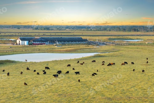 Preview: Organic milk and beef production.