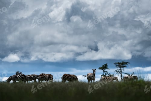 Preview: Zebra (Equus quagga) at El Karama Ranch, Laikipia County, Kenya