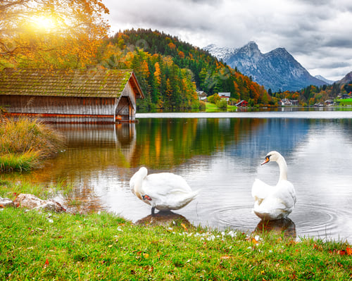 Preview: Two white swans in crystal clear water Grundlsee Lake.