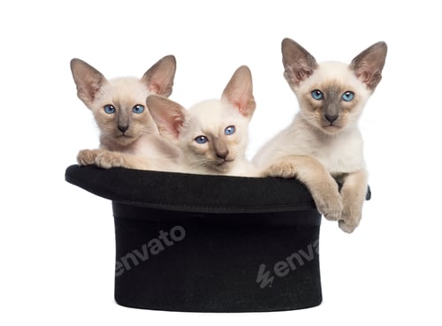 Preview: Three Oriental Shorthair kittens, 9 weeks old, sitting in magician's hat, against white background