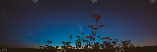 Preview: Comet Neowise C 2020 F3 In Night Starry Sky Above Flowering Buckwheat. summer Night Stars in blue