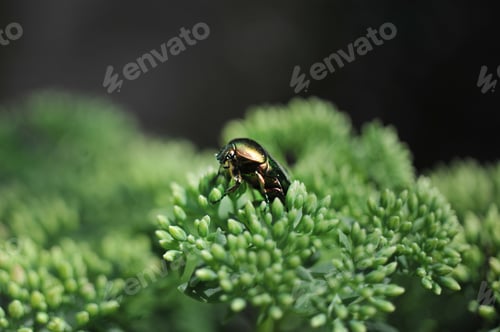 Preview: golden bronze beetle (Cetonia aurata), large beetle sitting on a sedum