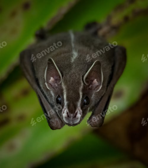 Preview: Bat in the Rainforest of Costa Rica