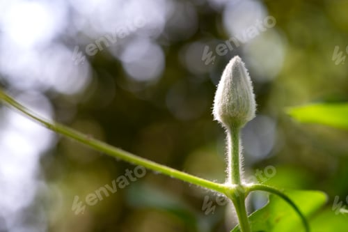 Preview: Flower bud against bokeh background