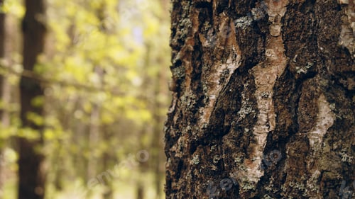Preview: Closeup Trunk of a pine tree in close-up against the background of a green forest.