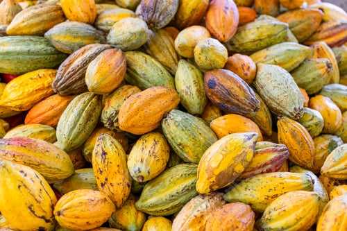 Preview: Fresh cocoa pod harvest in chocolate factory