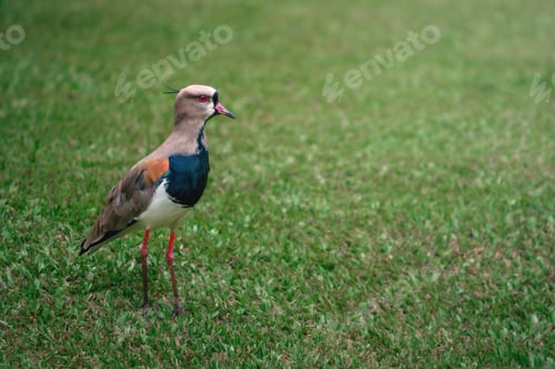 Preview: Southern Lapwing bird (Vanellus chilensis)